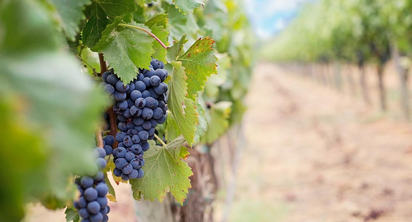 Gondok a magyar szőlővel: tényleg lehúzhatja a rolót sok termelő?
