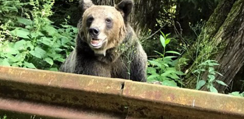 Manipulatív zagyvaságokat ír a Székelyhon a medvék számáról, az MTI pedig masszívan terjeszti az álhíreket 