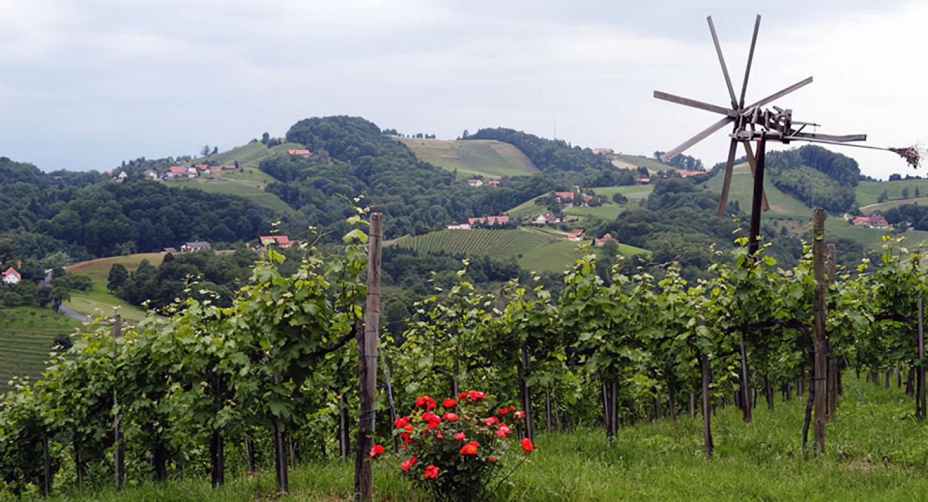 Új szőlőfajtákból készül bor Ausztriában a klímaváltozás miatt