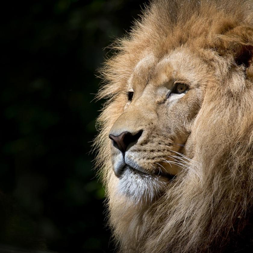 Berlin környékén kószáló oroszlánt keres a rendőrség