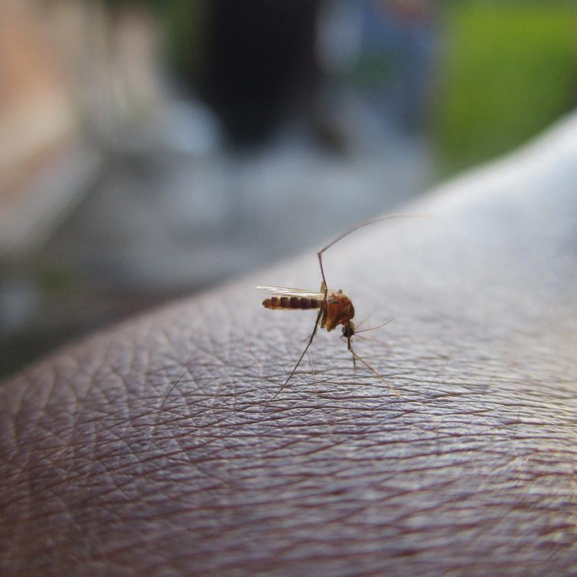 Szörnyű bőrbetegséget terjeszthetnek a szúnyogok