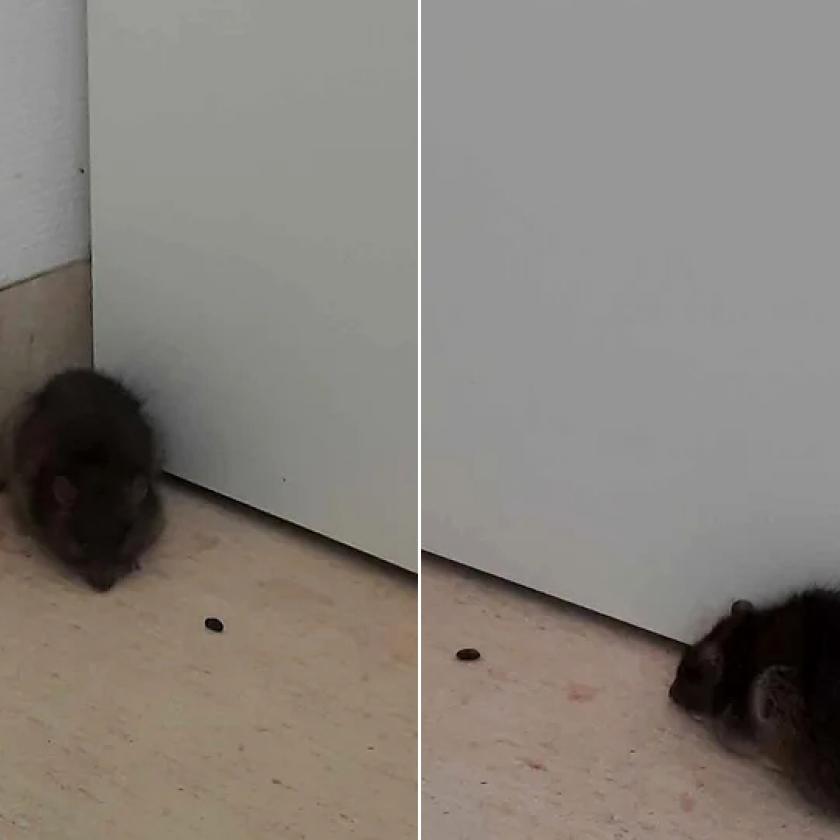 Patkányok bukkantak fel a János kórház szülészetén - reagált a kórház