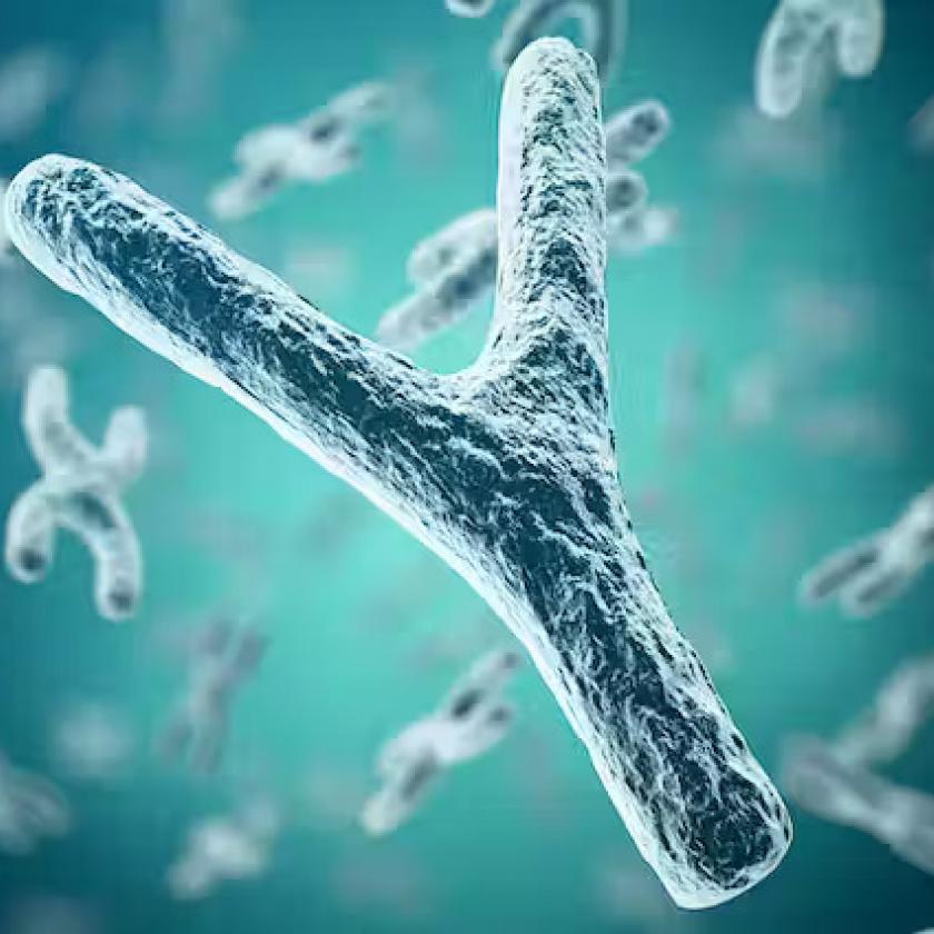 Tudományos áttörés: megfejtették az Y-kromoszóma kódját