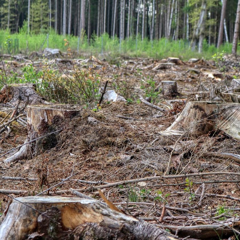 Több száz fát vágnak ki környezetvédelmi engedéllyel