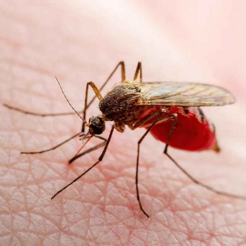 Dengue-lázat vizionál a WHO Európában