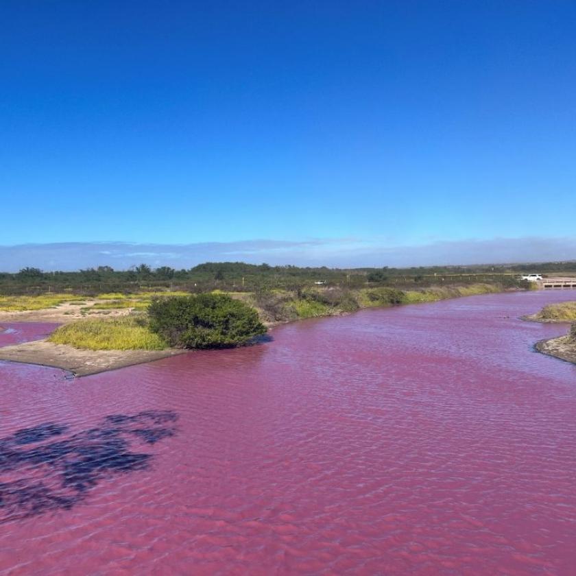 Rózsaszínűvé változott egy tó Hawaiin