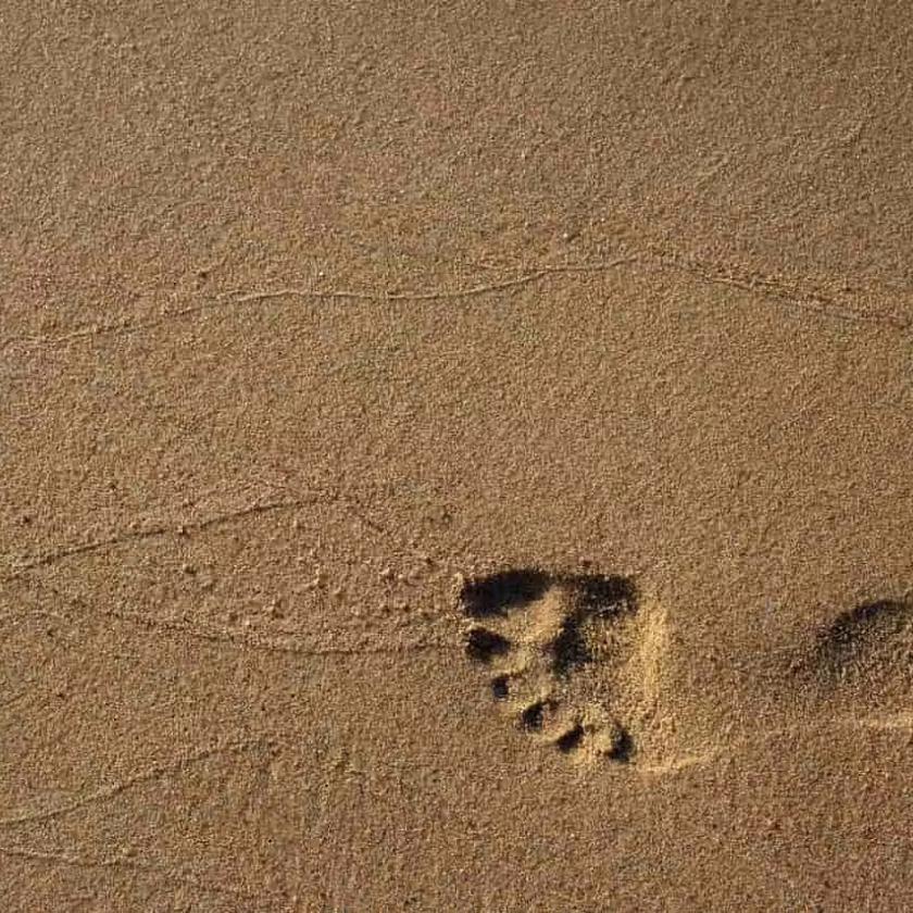 Nagyön öreg emberi lábnyomot találtak