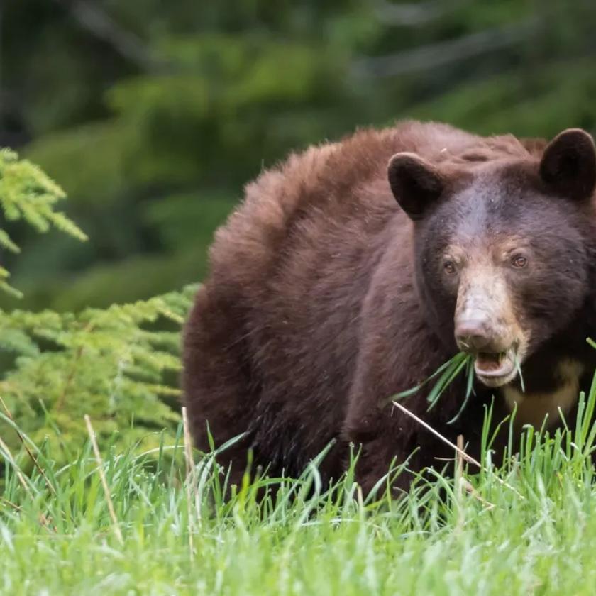 Medve üldözött két embert Szlovákiában, egy nőt holtan találtak 