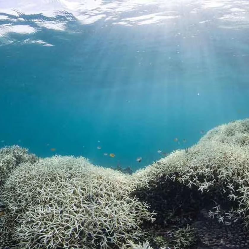 Konkrétan megfő a Nagy-korallzátony