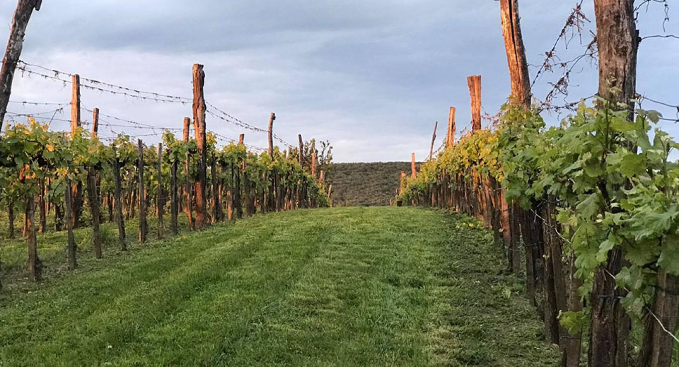 Hová tűnt a móri aszú?