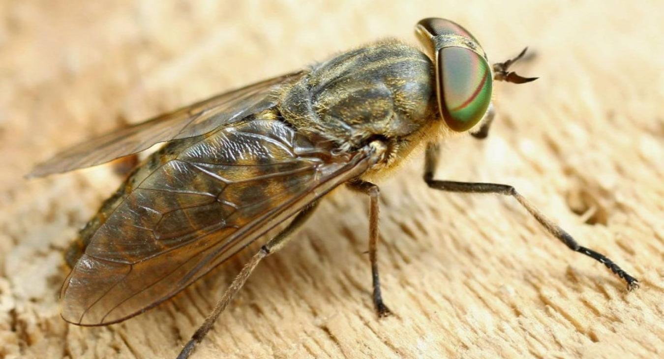 "Drakula" ragadványnevű lólegyekre figyelmeztetnek Nagy-Britanniában