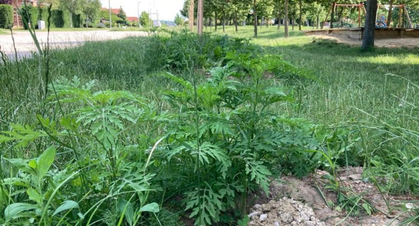 Küszöbön a parlagfűszezon