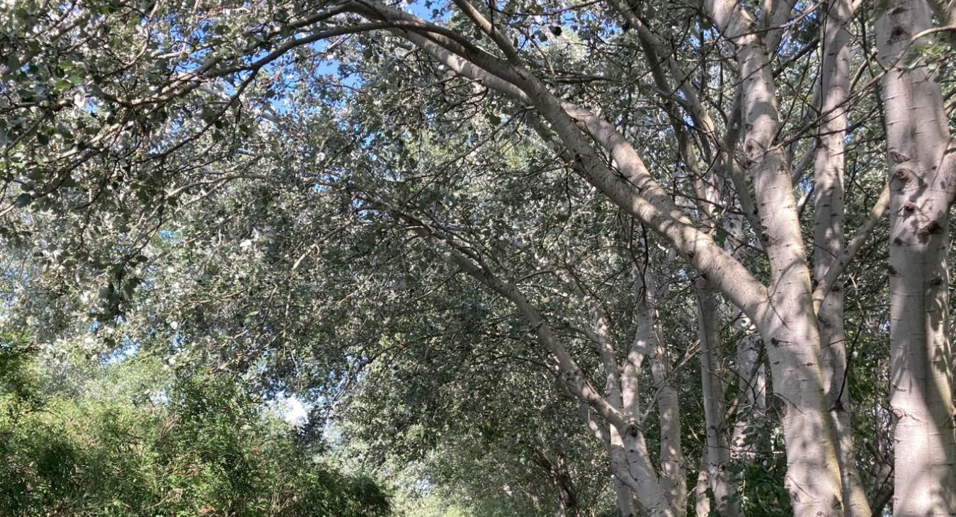 Sok napsütésre számíthatunk, egy-egy zápor előfordulhat