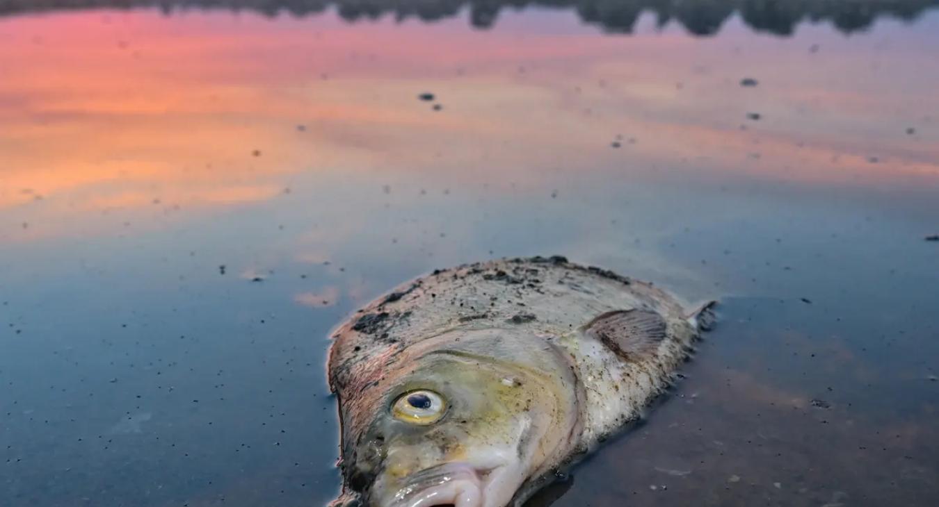 Elgáncsolta az Európai Néppárt eaz EU természetvédelmi törvényét az Európai Parlamentben