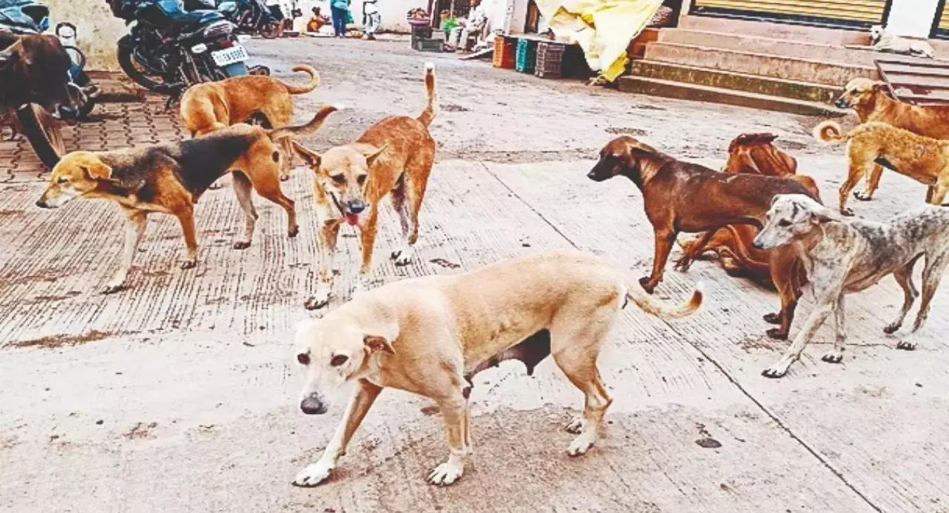 Másfélmillió kóbor kutya fordult az éhség miatt az emberek ellen Indiában