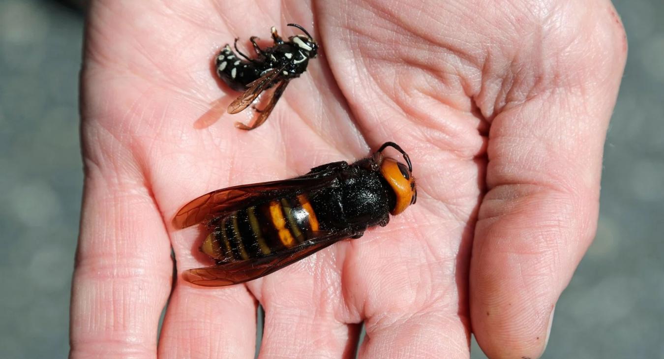 Nagyon agresszív darázsfaj jelent meg Európában