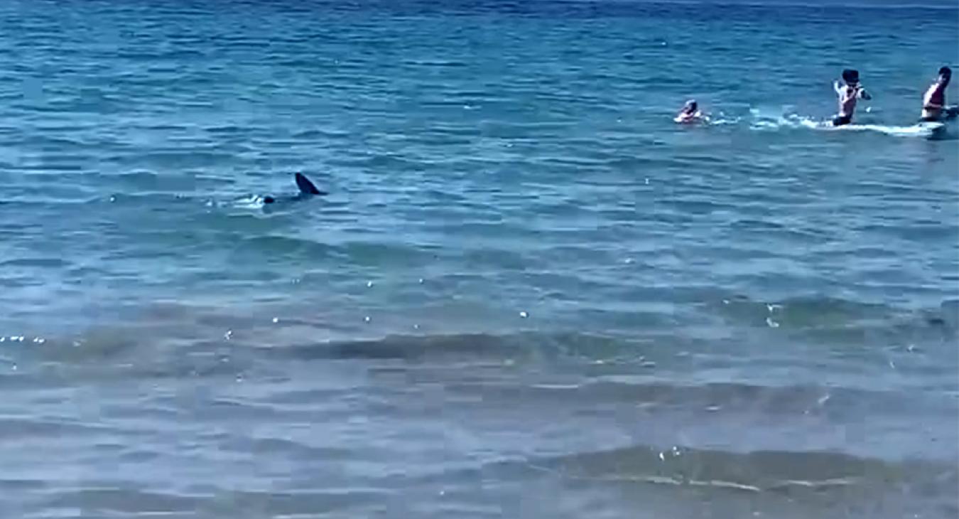 Kékcápa hozta rá a frászt fürdőzőkre Spanyolországban - VIDEÓ