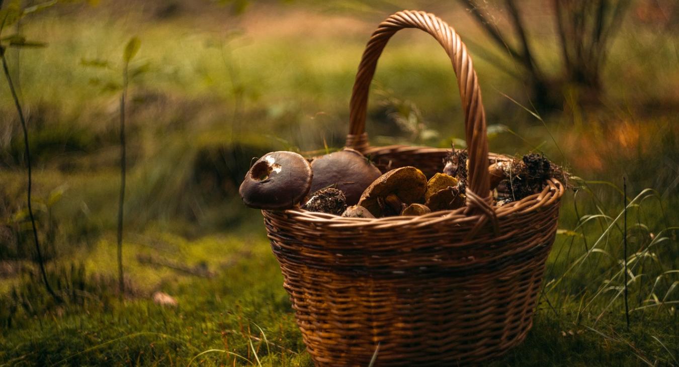 Horror áron kínálják, pedig ingyen terem