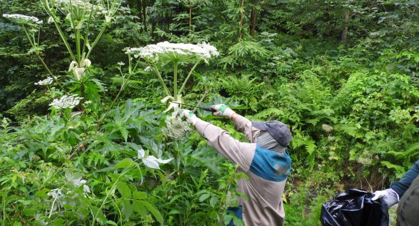 Emberre is veszélyes növény jelent meg Zalában