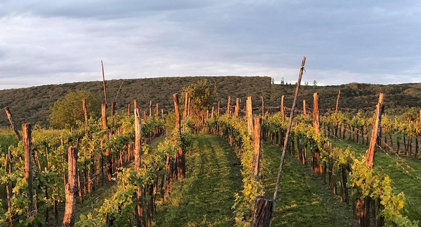 Válságos helyzetben a borászatok, a szakadék szélén a szőlőtermelők