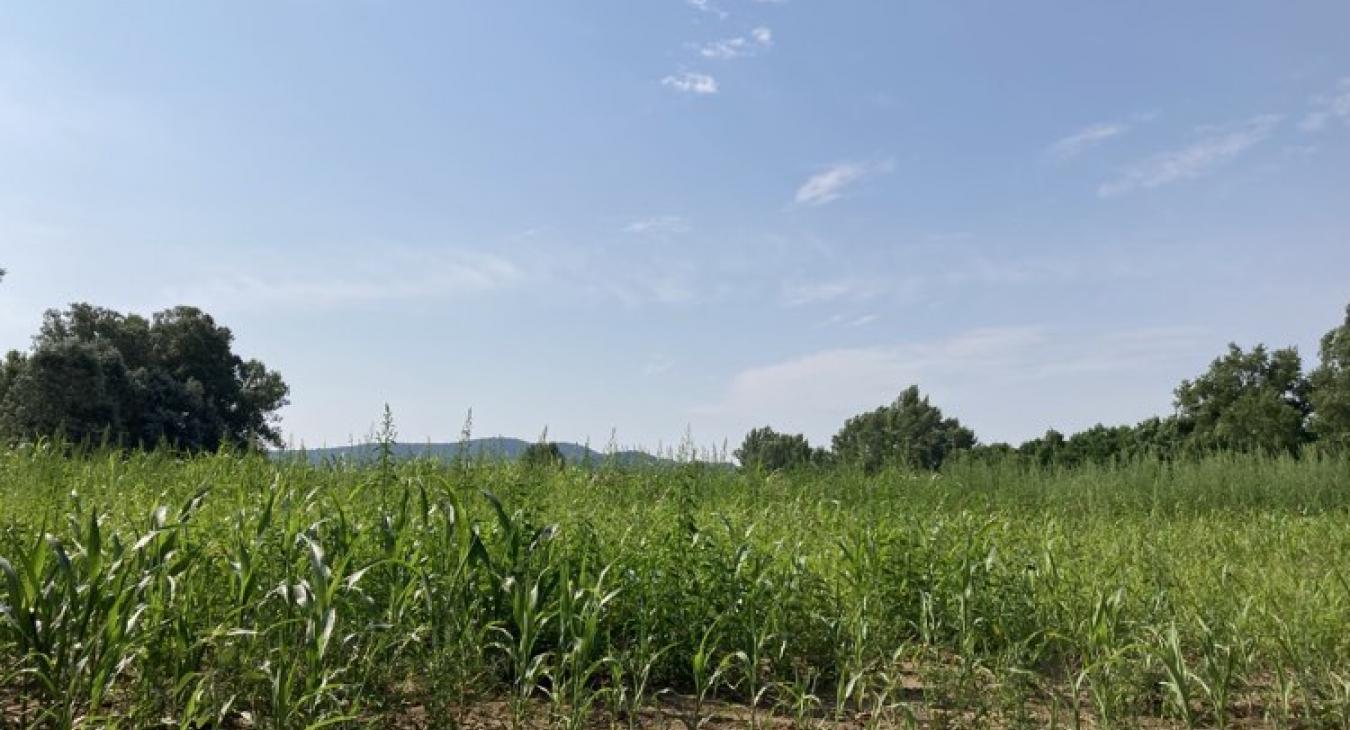 Picit mérséklődik a hőség