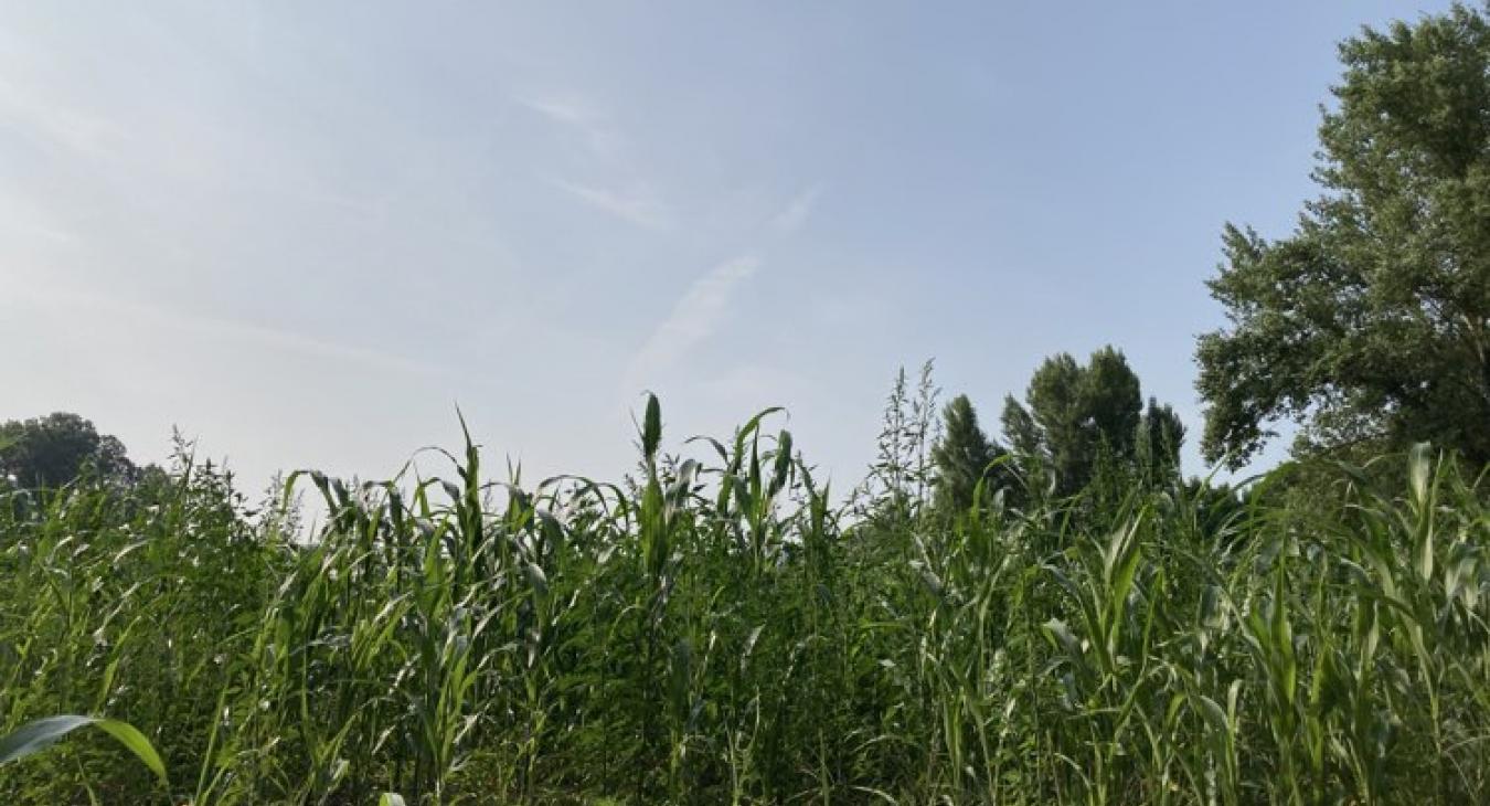 Kegyetlen meleg vár ránk hétfőn