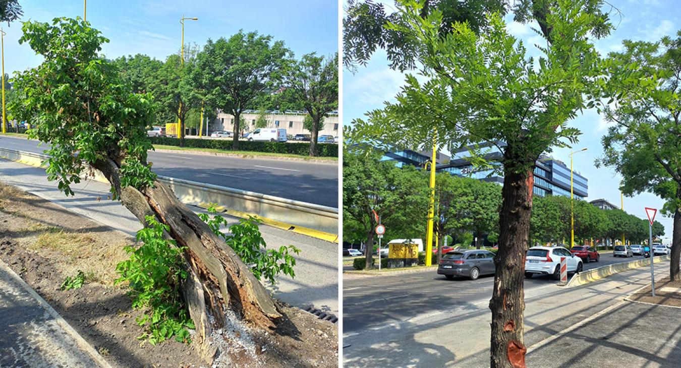 Többmilliós kárt okozott Mészáros Lőrinc cégének építkezése az Alkotás úti fasorban