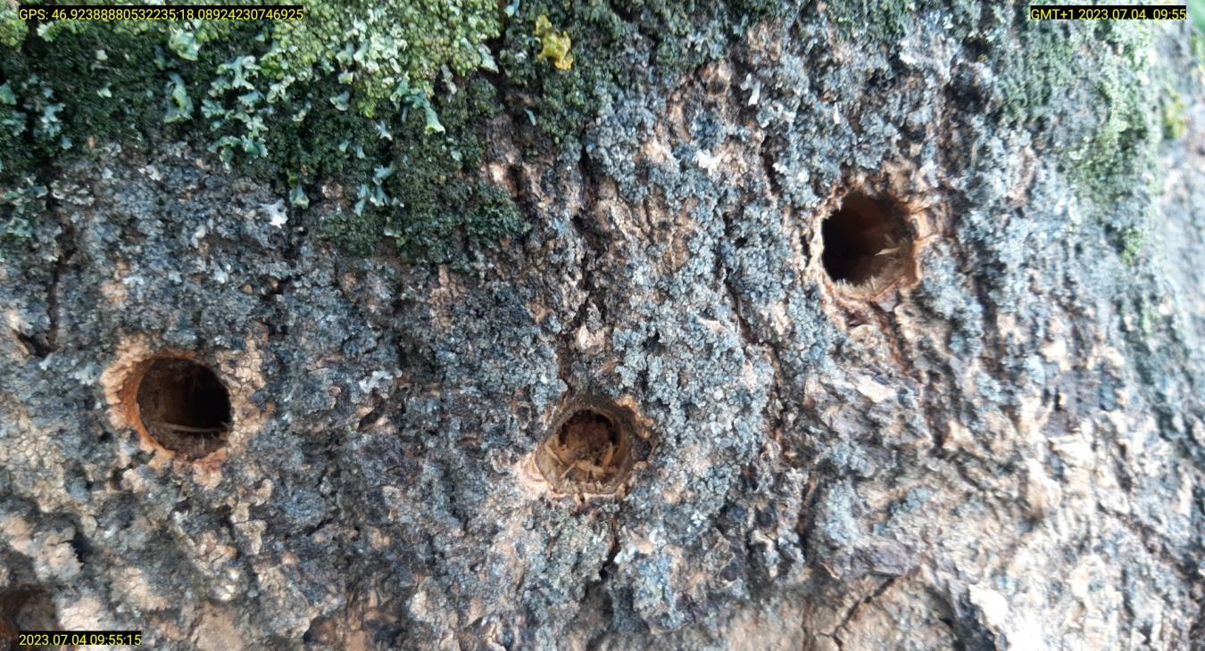 Fagyilkosok garázdálkodnak Siófokon