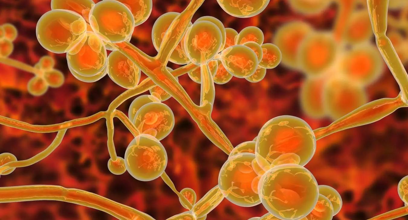 Újabb világjárvány alakulhat ki