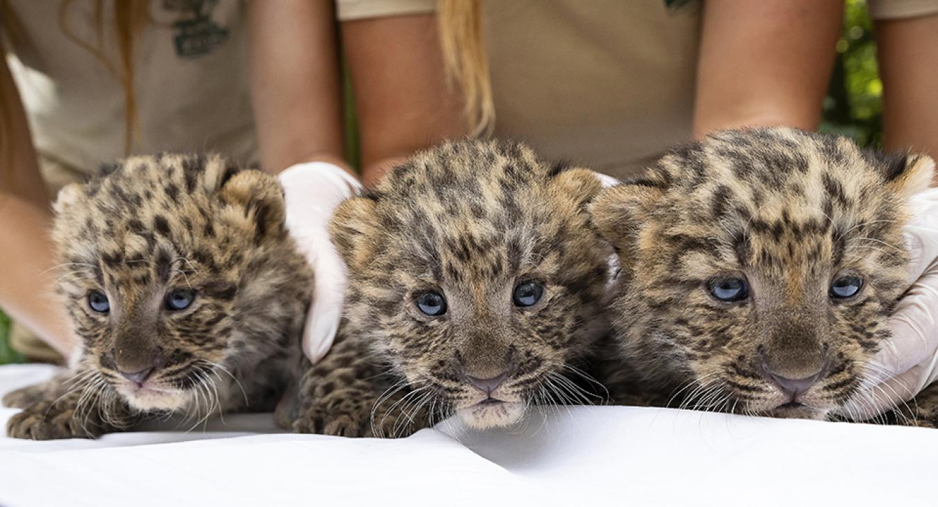 Észak-kínai leopárd hármasikrek születtek a Nyíregyházi Állatparkban