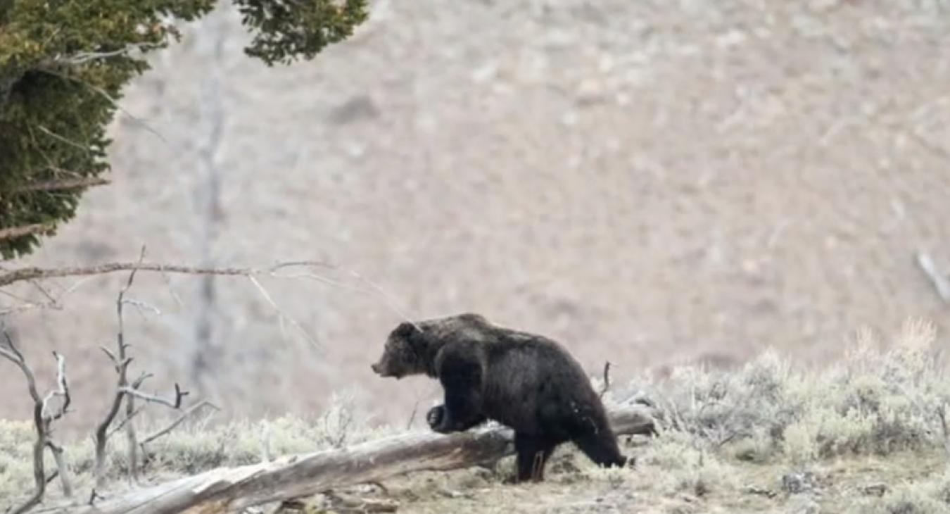 Halálos medvetámadás történt a Yellowstone Nemzeti Parkban