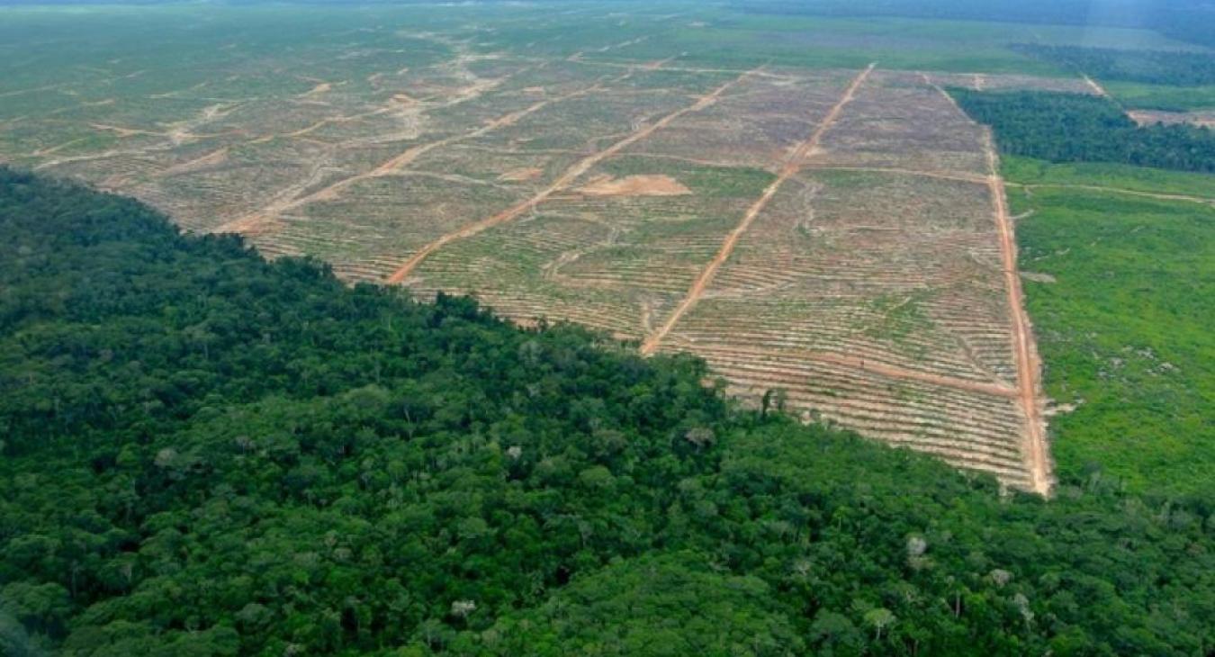 Elképesztő ütemben irtják az esőerdőt Brazíliában