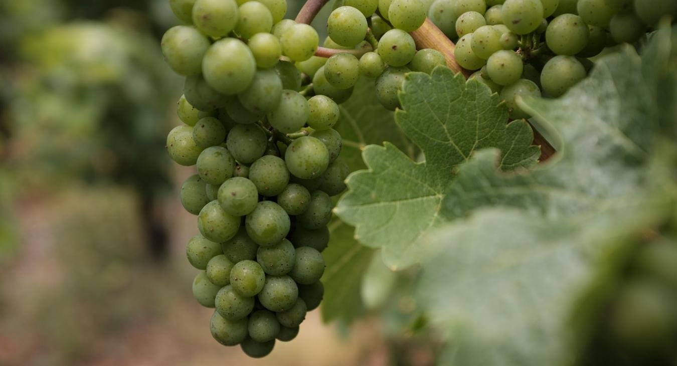 A Szekszárdi borvidéken gombabetegségek okoznak hatalmas problémát