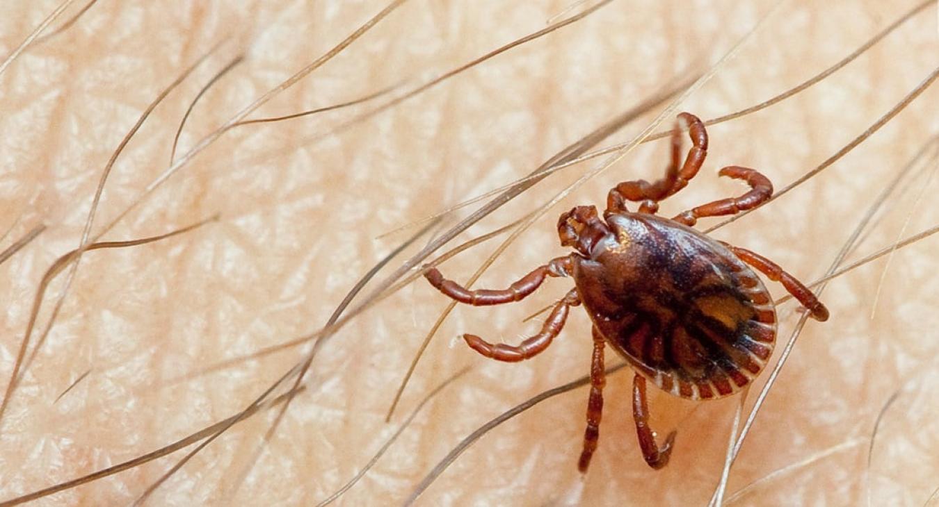 Újabb halálos vírus jelent meg Európában