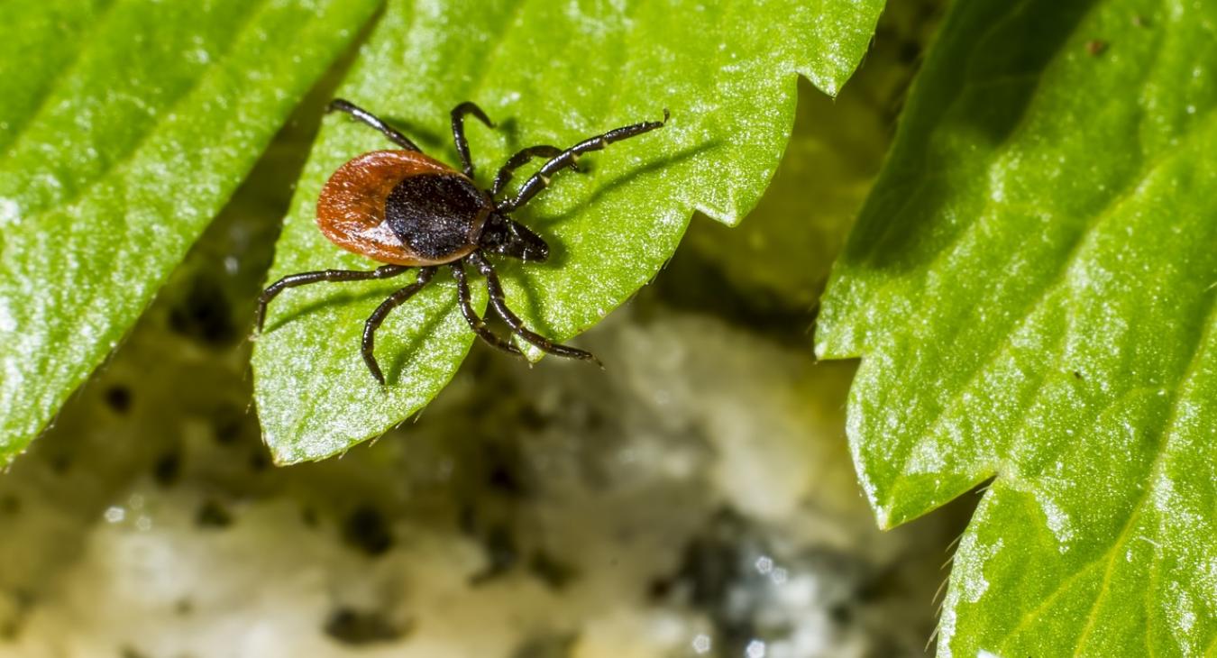 Rémálomba illő dolog derült ki a kullancsokról