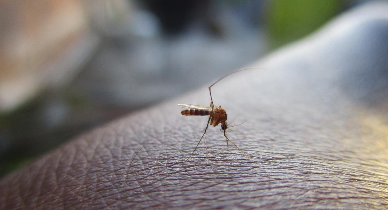 Szörnyű bőrbetegséget terjeszthetnek a szúnyogok