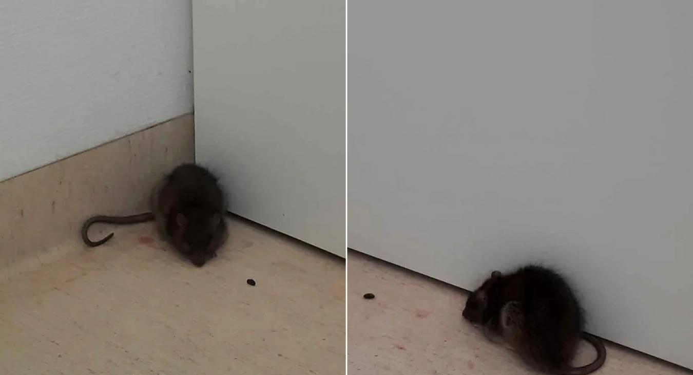 Patkányok bukkantak fel a János kórház szülészetén - reagált a kórház