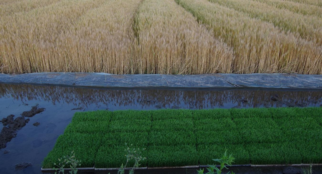 Kilőtt az alapélelmiszerek ára, nagy bajok lehetnek a globális piacon