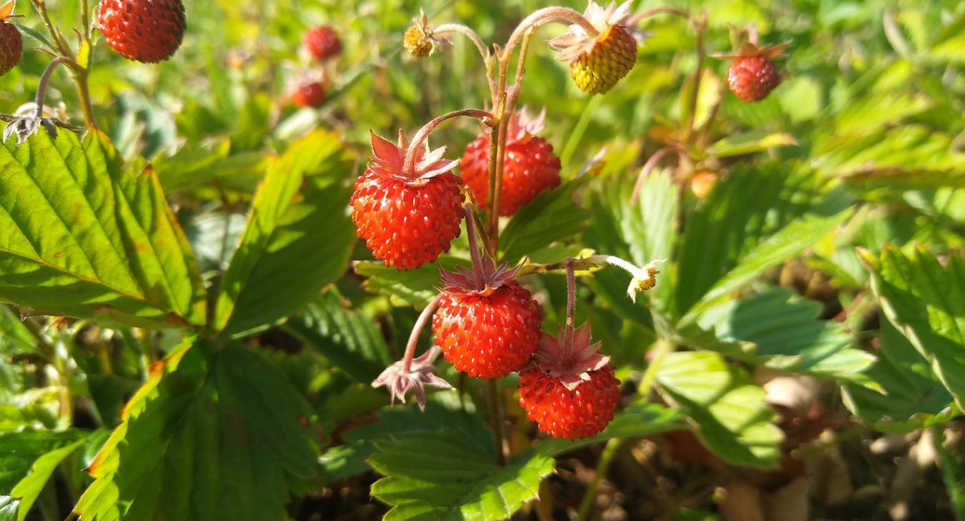 Betiltják a kiskerti eper- és burgonyatermesztést?
