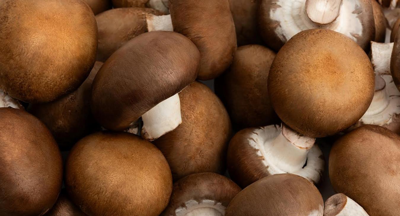 Gombafogyasztást népszerűsítő kampány 