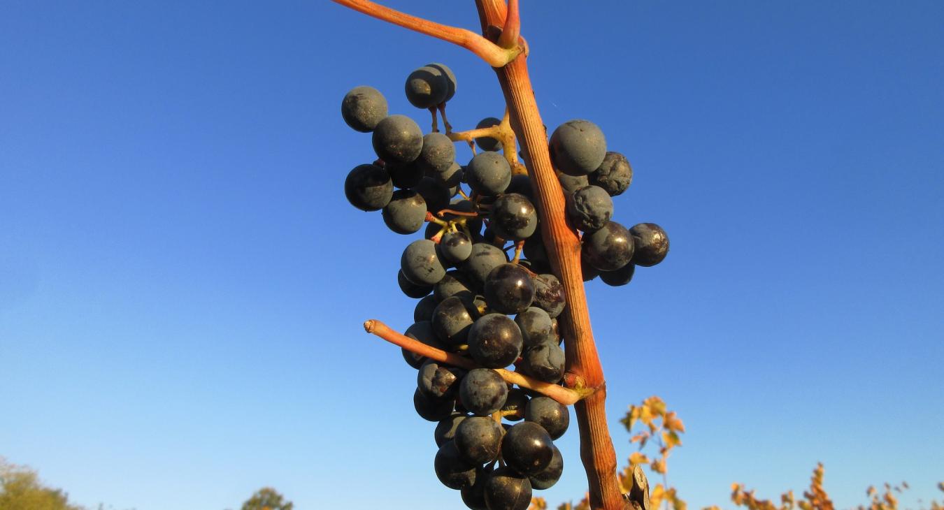Kifakadt a legendás magyar borász