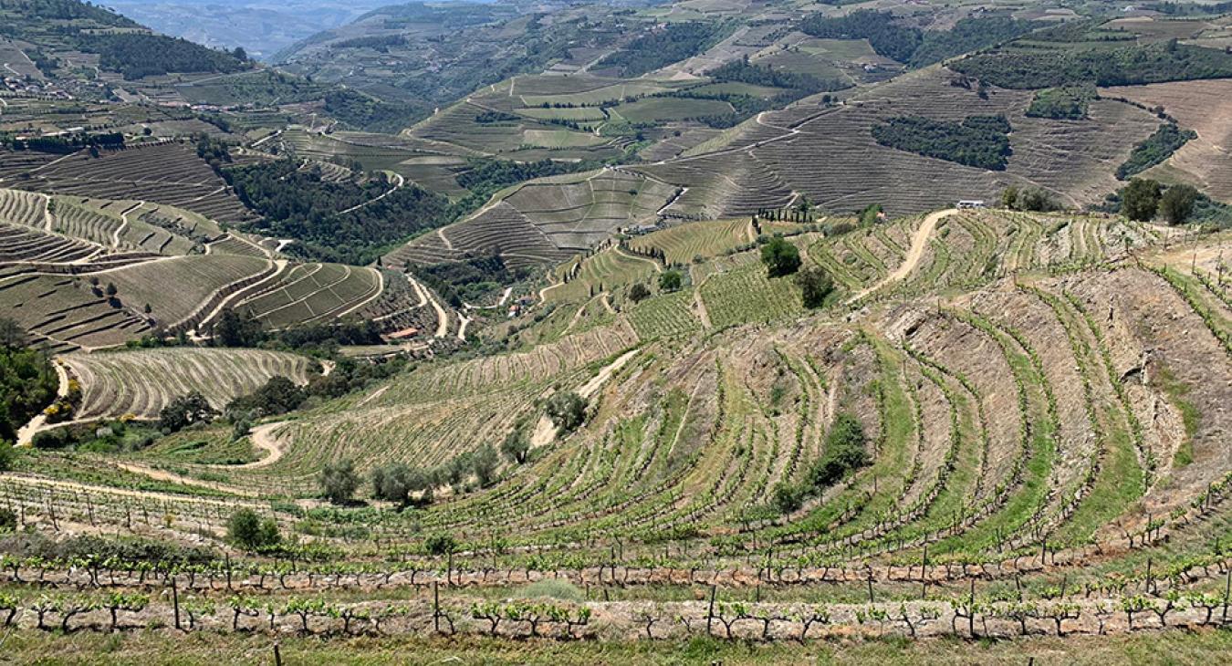 Névtelen helyi borból világmárka