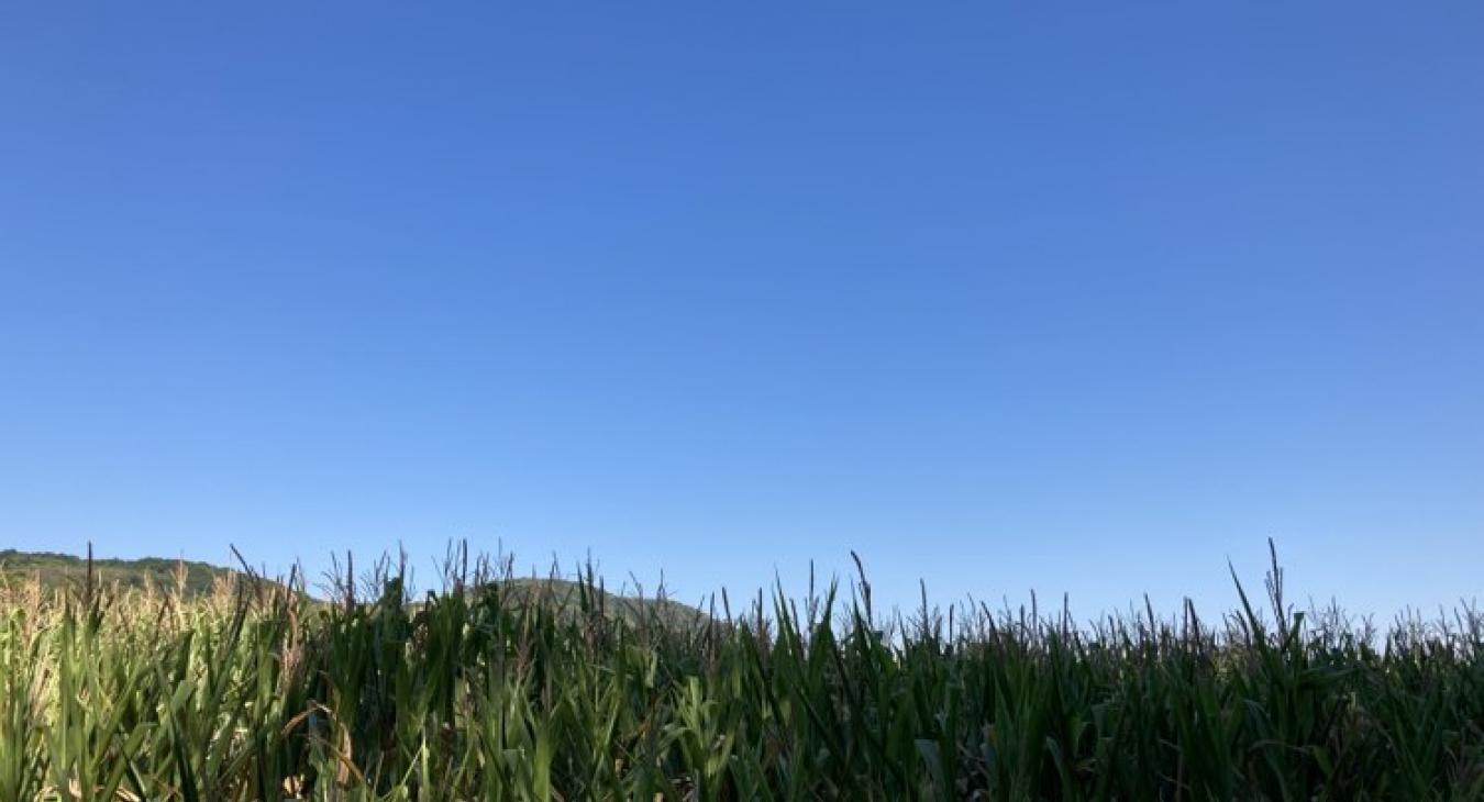 Tovább erősödik a hőség