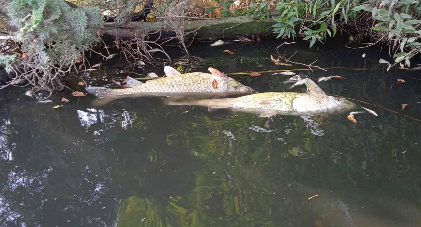 Három napig titokban ömlött a szennyvíz a Sződrákosi-patakba 