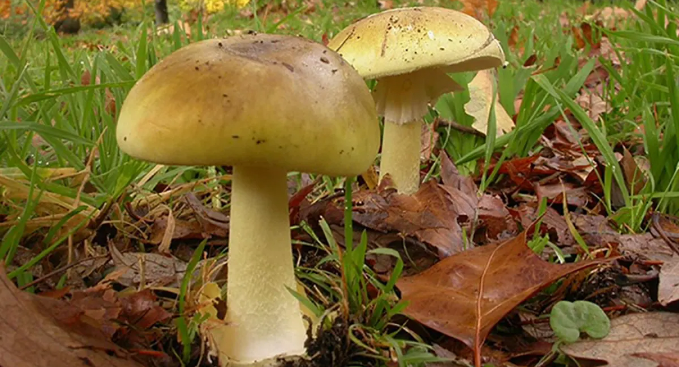 Gombaételt ettek, hárman meghaltak Ausztráliában