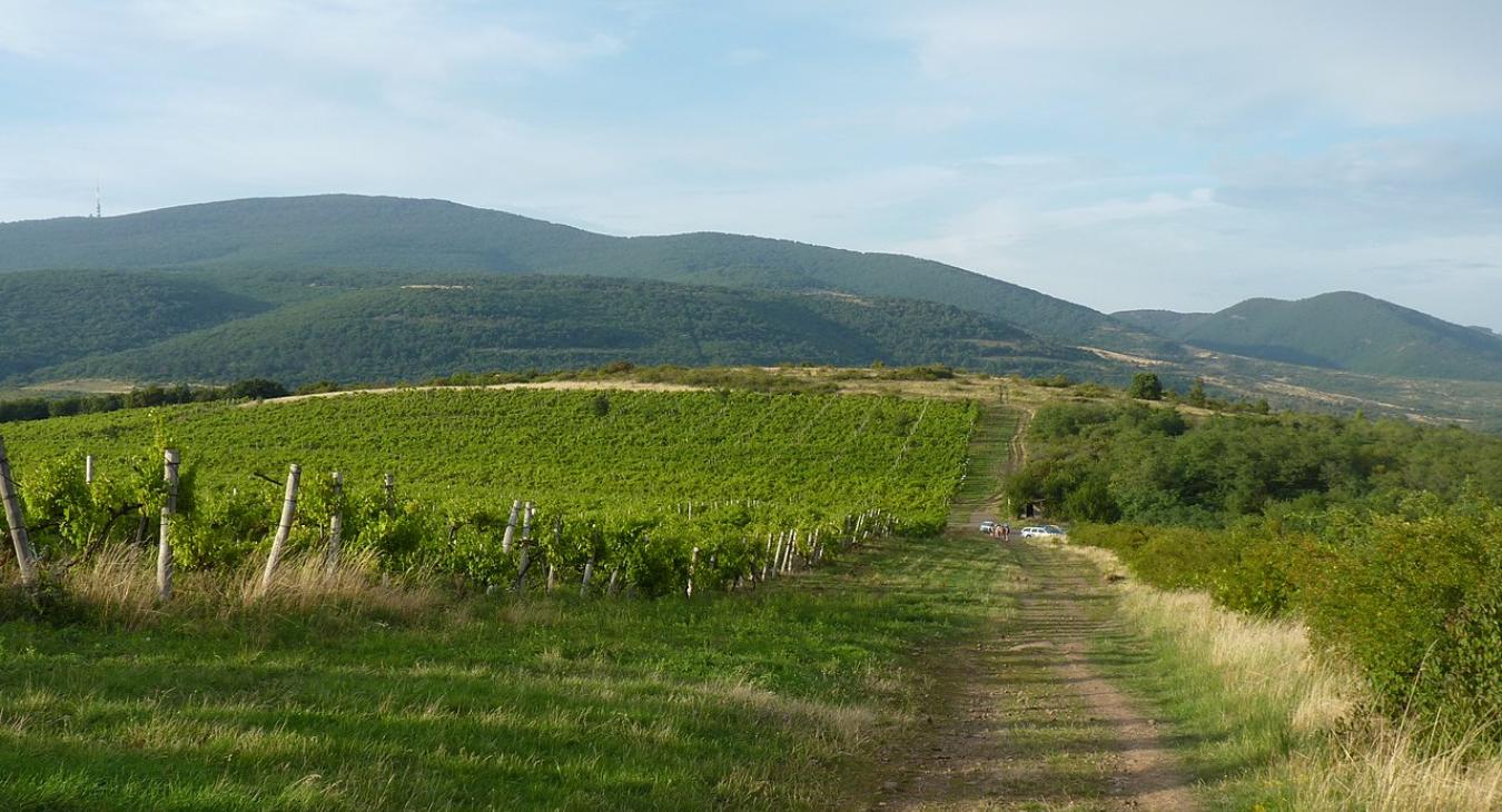 Éhen halnak a szőlősgazdák, a Mátra alján sokan az ültetvények kivágását fontolgatják