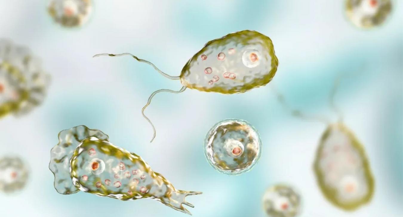 Magyarországon is jelen van a halálos agyevő amőba