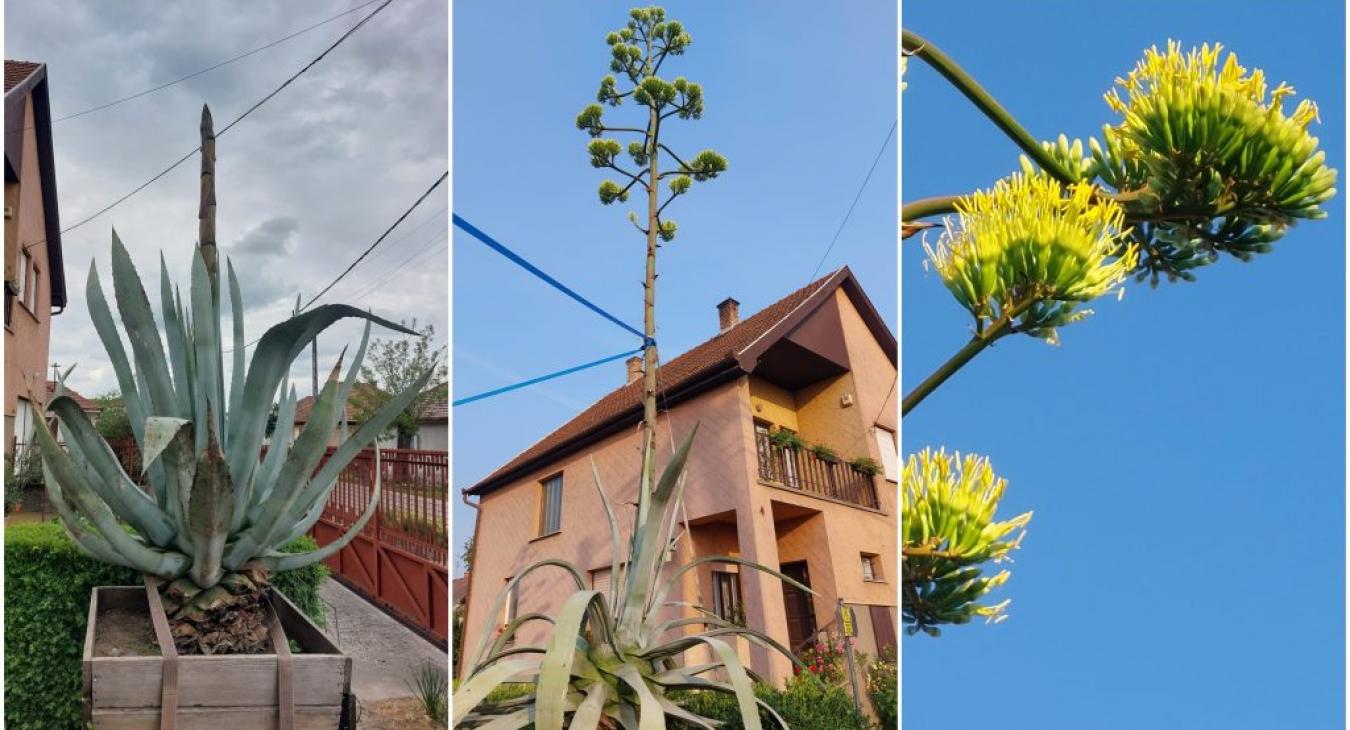 Hétméteres agavé virágzik Ócsán - egyszer az életben