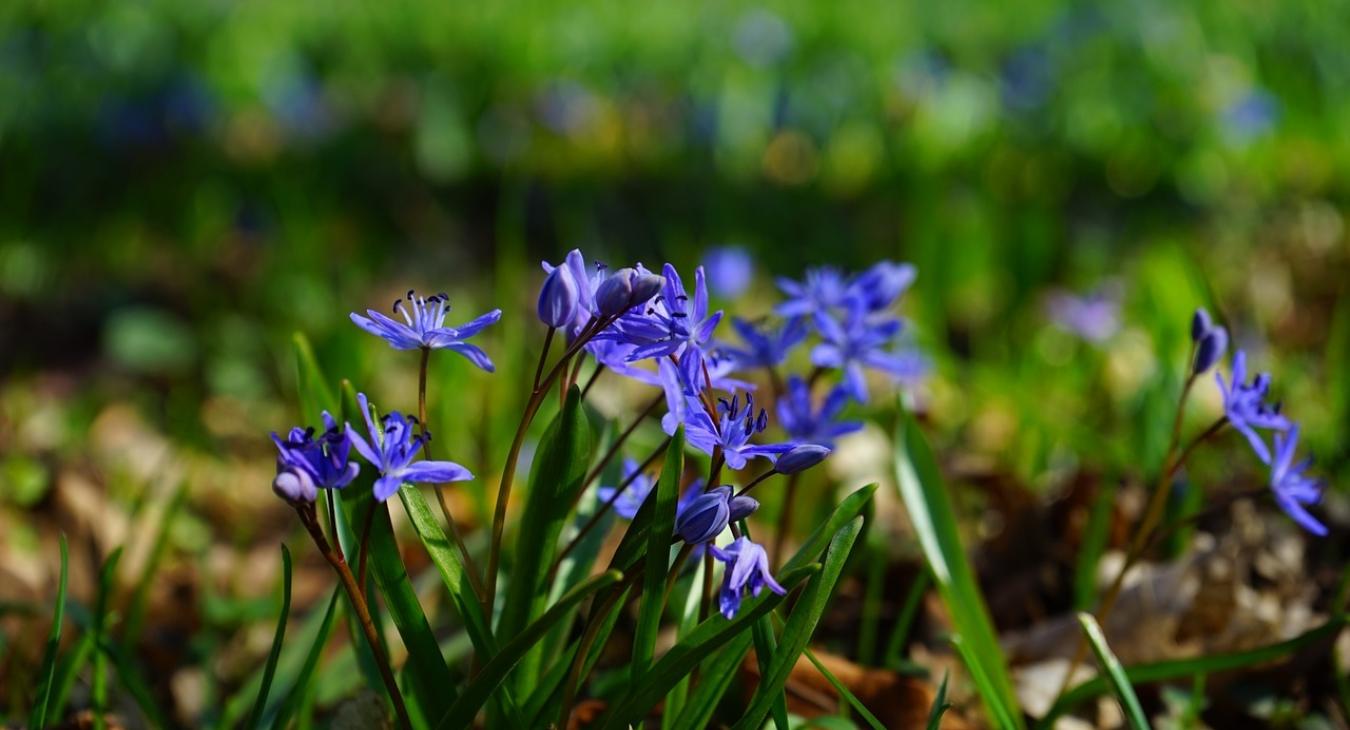 Csillagvirág: a leghosszabb, ami adható