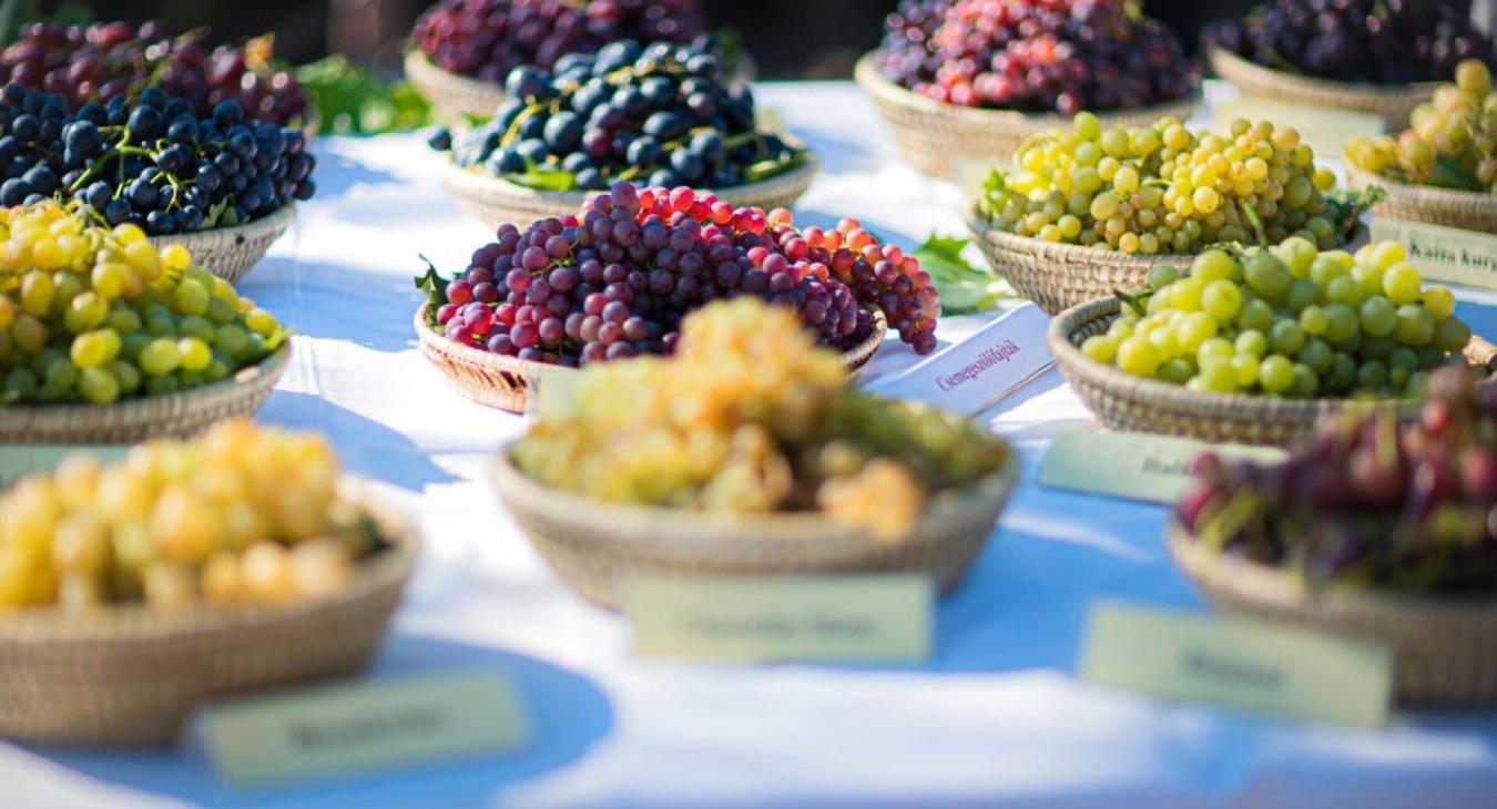 Több mint 200 fajtát mutattak be a pécsi csemegeszőlő-kiállításon